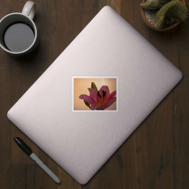 Lily on Orange, studio Pink  Flower close up by JonDelorme